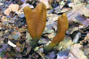 cordyceps ophioglosoides (1000 x 667).jpg_product_product_product